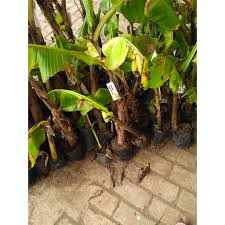 We did not find results for: Bibit Pisang Raja Merah Shopee Indonesia