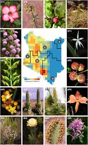 Image result for Pseudobersama mossambicensis