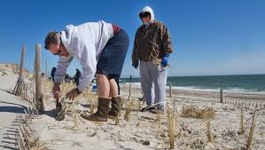 Volunteers plant record dunegrass plants in Island Beach State Park