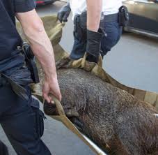 Haarige Kraftprotze Was Tun Wenn Ein Wildschwein Vor Dir Steht Welt