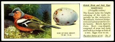 Birds And Their Eggs Pictures Typhoo Tea Card The Chaffinch Chaffinch Typhoo Birds