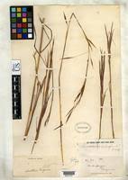 Image result for Anadelphia