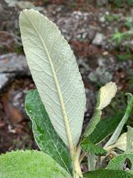 Image result for Tarchonanthus trilobus