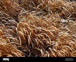 Image result for hakonechloa macra nicolas