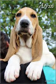 Image result for švycký honič