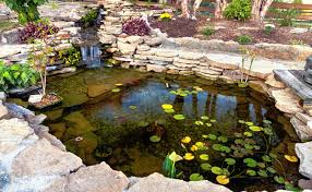 Kolam Archives Ikankoiblitar Com