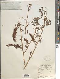 Image result for Indigofera emarginella