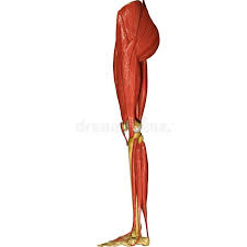 Maybe you would like to learn more about one of these? Leg Muscles Stock Illustration Illustration Of Health 44688950
