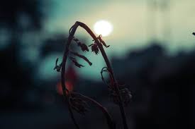 Bunga itu akhirnya layu juga. Facebook