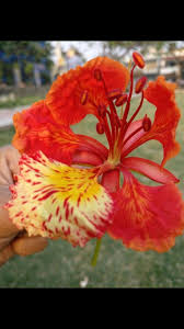 Its Rare To See An Orange Flower Flower Painting Flowers Photography Flower Drawing