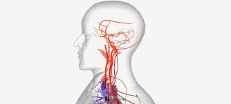 First it starts as the direct continuation of the sigmoid sinus… at the base of skull the internal carotid artery is located in front of the internal jugular vein and the past 4 cranial nerves intercede between the vein. Arteries Of The Body Picture Anatomy Definition More