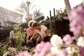 We did not find results for: Male And Female Friends Planting Together In Garden Stockphoto