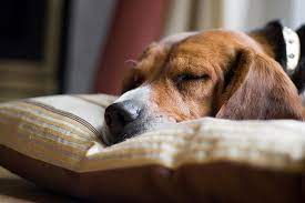 Should I Let My Dog Sleep Late Every Day American Kennel Club