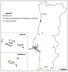 We did not find results for: Plants Free Full Text Pathological And Epidemiological Characterization Of First Outbreak Of Daylily Rust In Europe And Evaluation Of Puccinia Hemerocallidis Resistance In Hemerocallis Cultivars Html