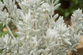 Image result for Senecio forbesii