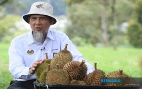 Cara tanam durian ini menurut pengalaman pribadi sy yg sdh sy terapkan dan hasilnya bagus,ap bila ada demontrasi cantuman dewasa pokok durian dari bahagian pembangunan industri tanaman. Bernama Musang King Bakal Dominasi Tanaman Pokok Durian Menjelang 2022