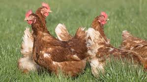 I've watched full grown chickens (and baby our chickens have been seen chasing, killing, and eating grasshoppers, worms, snakes, mice, frogs. A Poultrykeeper S Guide To Spotting And Controlling Blackhead Farmers Weekly