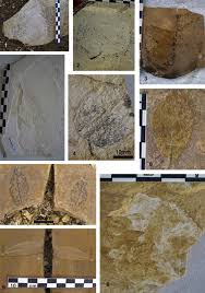 Image result for Scorodophloeus fischeri