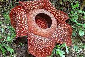 Bunga padma raksasa (rafflesia arnoldi) sebagai puspa langka. Pengembangbiakan Rafflesia Arnoldii Sulit Dilakukan Republika Online