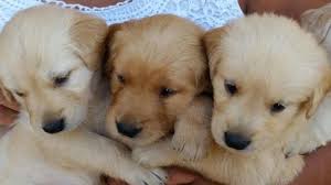 We have golden retriever & golden doodle puppies for sale in louisiana! Golden Retriever Pups Los Angeles For Sale In Los Angeles California Classified Americanlisted Com