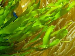 Check spelling or type a new query. Aponogeton Crispus 1080p 2k 4k 5k Hd Wallpapers Free Download Wallpaper Flare