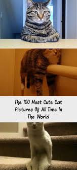 The 100 Most Cute Cat Pictures Of All Time In The World Humor Whitekittens Squeeeee White Kitten Licks Window Kitty Memes Cat Humor Funny Joke Gato Chat 2020