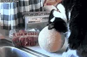 Anna und elsa ausmalbilder / elsa anna ausmalbilde. Melon Katze Kater Gif Find On Gifer
