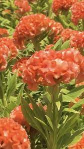 Celosia Flower Wholesale Flowers Celosia Flower Flowers Delivered