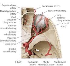 The internal thoracic veins accompany the internal thoracic arteries. Anatomy Neupsy Key