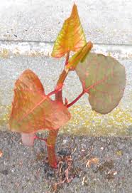 Pre online learning materials issued to candidates one month before start of the scheduled course. Knotweed Growing Through Concrete Find Out More At Www Environetuk Com Or Call 01932 868700 Invasive Plants Plants Plant Leaves