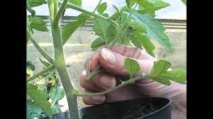 Maybe you would like to learn more about one of these? Tomato Side Shoots And Trusses Tomato Growing