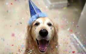 Happy Birthday Animal Dog Funny Images Animaux Photos Illusoire
