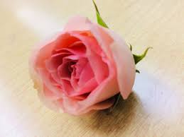 I Found This Rose On The Floor Roses Always Look Good Ceremony Backdrop Rose How To Make