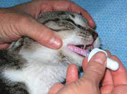 Dogs have stronger jaw muscles than cats and unlike the cat, the lower jaw does not usually drop open far enough to place the pill or capsule over the base of the tongue. Giving Oral Medications To Your Cat