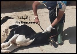 تفسير حلم السباحة في البحر لإبن سيرين تفسير حلم الثور يطاردني أو يهاجمني في المنام. ØªÙØ³ÙŠØ± Ø­Ù„Ù… Ø§Ù„Ø¨Ù‚Ø±Ø© ÙÙŠ Ø§Ù„Ù…Ù†Ø§Ù… ÙˆØ±Ø¤ÙŠØ© Ø­Ù„Ø¨ Ø§Ù„Ø¨Ù‚Ø±Ø© ÙˆÙ…Ù‡Ø§Ø¬Ù…ØªÙ‡Ø§ ÙˆØ°Ø¨Ø­Ù‡Ø§ ÙÙŠ Ø§Ù„Ø§Ø­Ù„Ø§Ù…