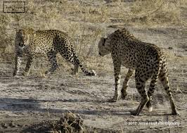 على اليمين الفهد الصياد Cheetah هو أسرع الثديات على الأرض يعيش في سهول افريقيا ويحتاج مساحات واسعة للعدو والاصطياد يحوي Wild Cats Beautiful Cats Animals