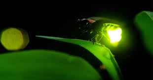 نتیجه جستجوی لغت [fireflies] در گوگل