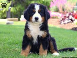 Our puppies come a couple of times a year. Bernese Mountain Dog Puppies For Sale Greenfield Puppies