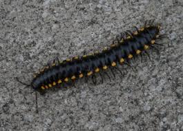 Alimentation Des Mille Pattes Que Mangent Les Mille Pattes