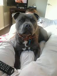 1ced11d035440b09455d577ae5fe4a47 Jpg 384 512 Pixels Pitbull Terrier Pitbulls Staffy Dog