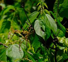 Image result for Alchornea laxiflora