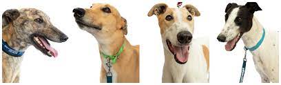 They've been through a traumatic experience, and often haven't been given the care and training they need to know how to behave properly. Greyhounds As Pets Nsw Ltd Linkedin