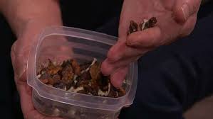 Image result for antraknóza ořešáku