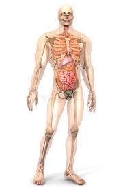 The testes also secrete androgen, the male hormone. Human Anatomy Visualization Internal Organs Stock Illustration Illustration Of Colon Ileum 53793650