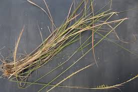 Image result for Trachypogon
