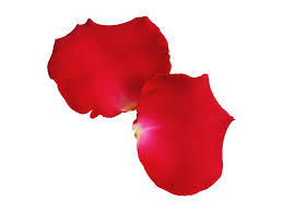 Red Rose Leaves Transparent Png Image Freepngimage Com Red Roses Rose Leaves Png Images