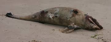 Net zoals op de 'oude site' de crematie zal in besloten kring plaatsvinden. Bruinvis Strandwerkgemeenschap Nl