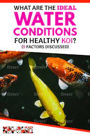 What Are The Ideal Water Conditions For Healthy Koi Koi Fish Care Koi Fish Breeding