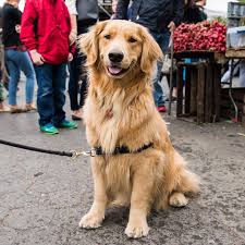 Search for local golden retriever or find golden retriever information by clicking below golden retriever breed guides are your source for golden retriever photos, profiles and information about the golden retriever breed. Golden Retriever Breeder Nyc Guide At Puppies Www Addlab Aalto Fi