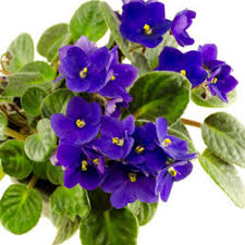 African violet purple flower symbolism. Buy African Violet Purple Flower Plant Online At Plantsguru Com